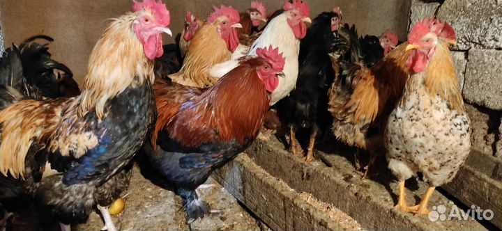 Петухи Брама