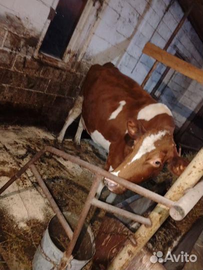 Корова дойная с теленком