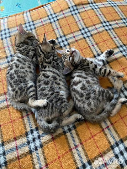 Бенгальская кошечка