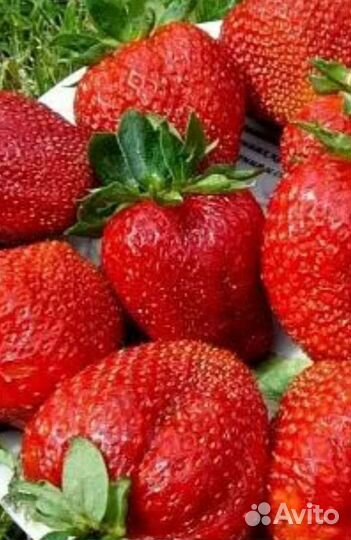 Рассада Королева Елизавета II (откр. корн сист.)