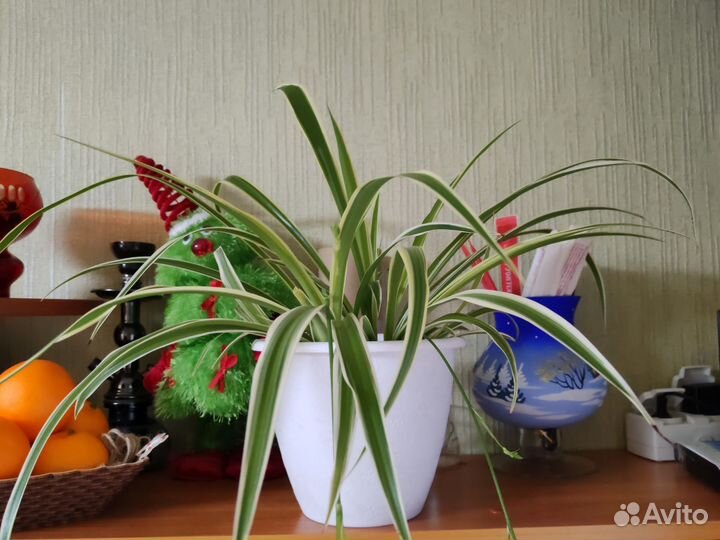 Хлорофитум