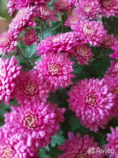 Хризантемы мультифлора