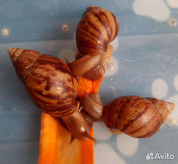 Улитки ахатины маленькие