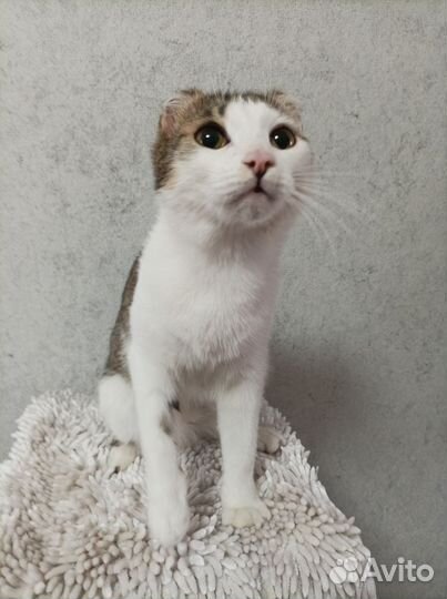 Тимка - Тимоша