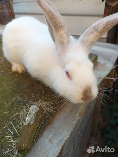 Кролики мясных пород