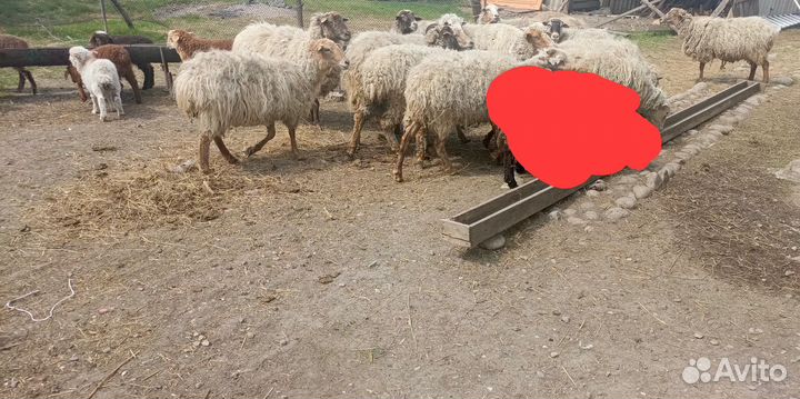 Овцы бараны ягнята