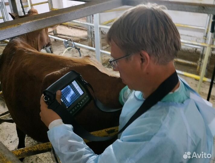 Проверка на стельность коров и телок на узи