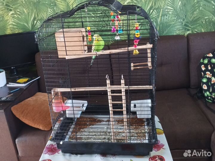 Клетка с попугаем