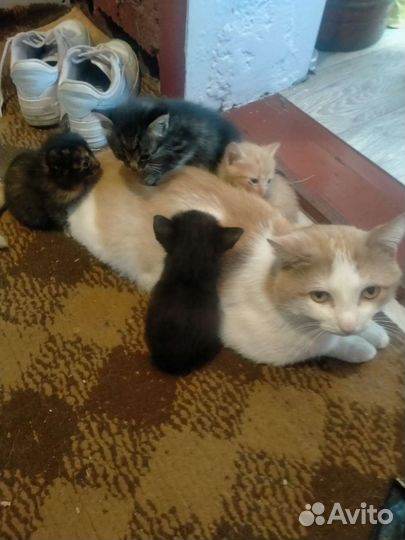 Котята отдам бесплатно