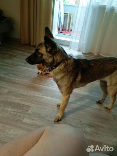 Собака в добрые руки