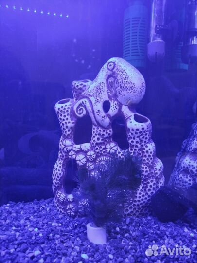 Коралл балянус