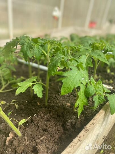 Рассада помидор и перцев, баклажан