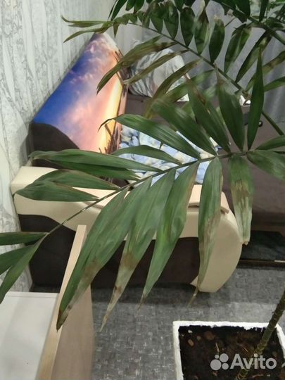 Пальма хамедорея