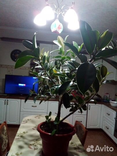 Фикус каучуконосный