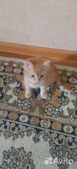 Домашние животные котята