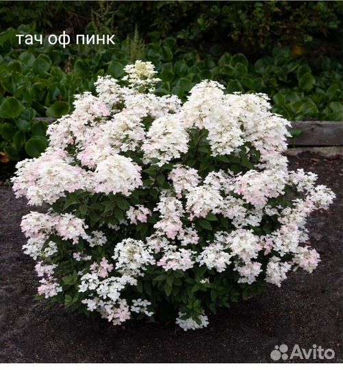 Метельчатые гортензии