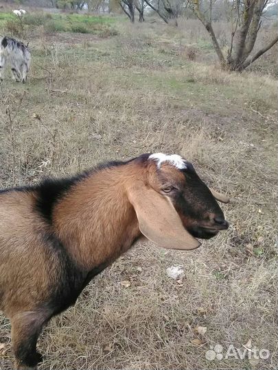 Племенной козел и кастрирован ный козлик