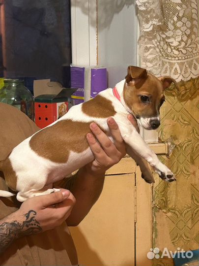 Джек рассел терьер девочка