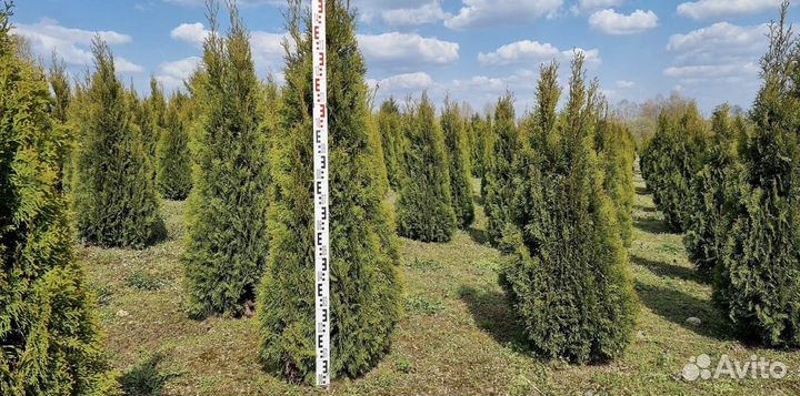 Туя Смарагд