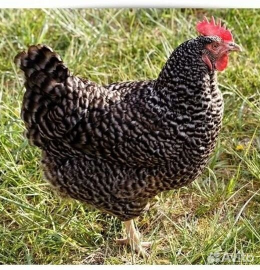 Курицы несушки домашние