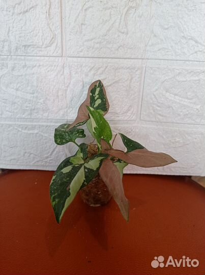 Цветы домашние