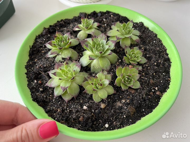 Каменоломка