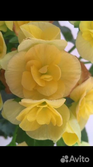 Черенки бегонии элатиор