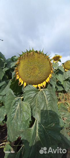 Семечки, ячмень, пшеница, овёс