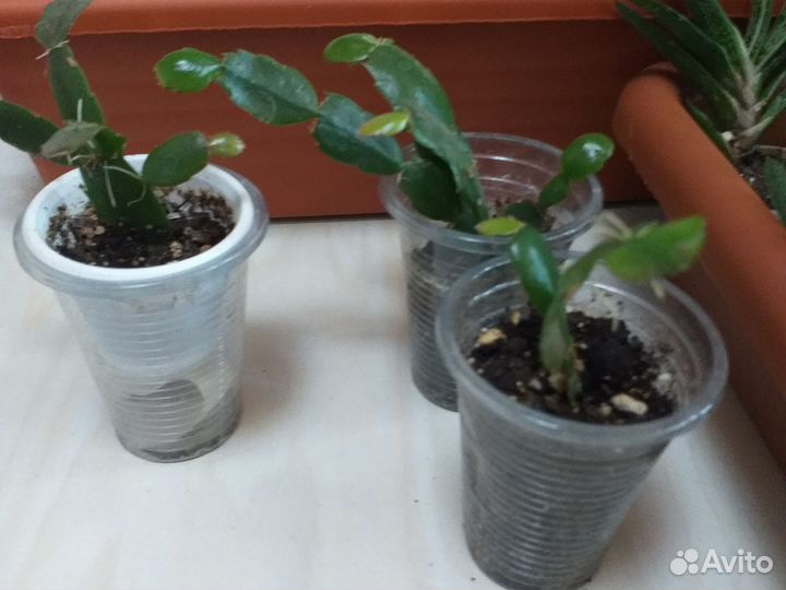 Суккуленты,декабрист