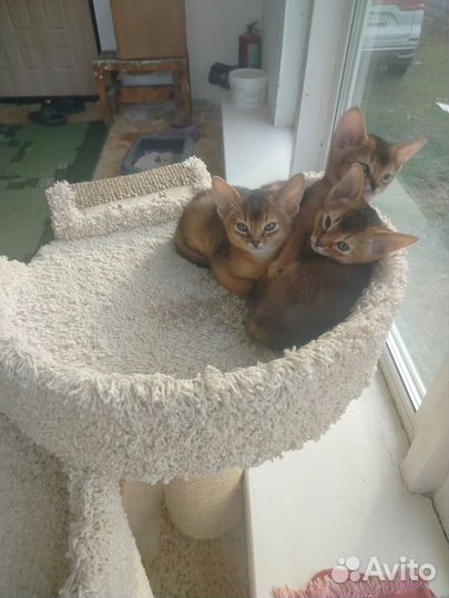 Аббисинские котята