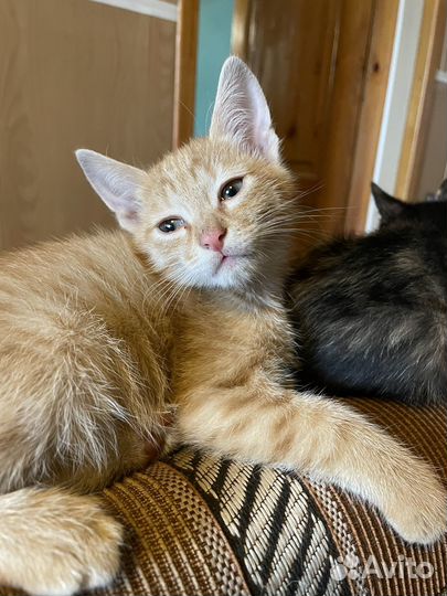 Рыжий котик