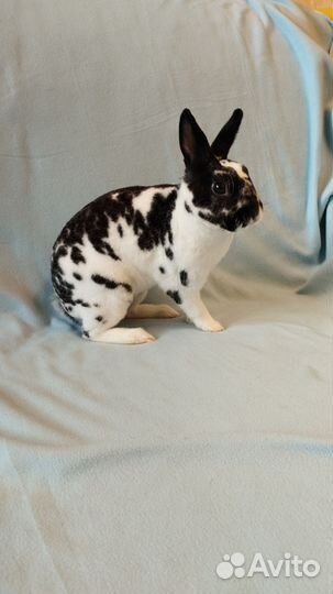 Карликовый кролик рекс мальчик
