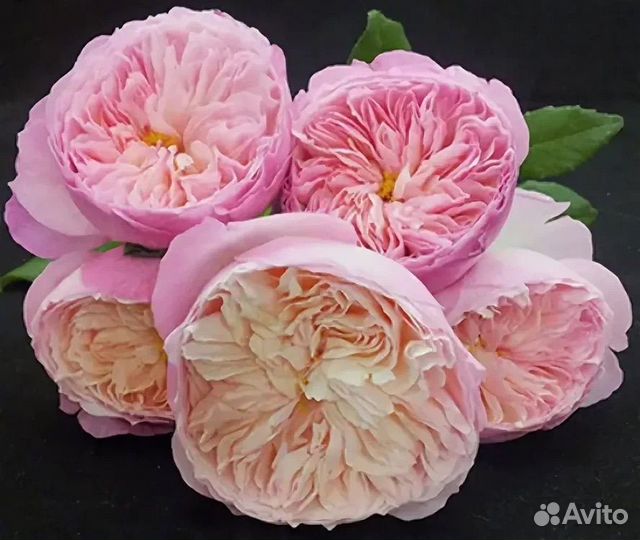 Роза кустовая крупноцветковая - 10 сортов