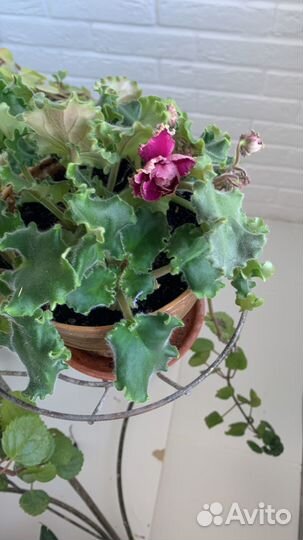 Комнатные цветы