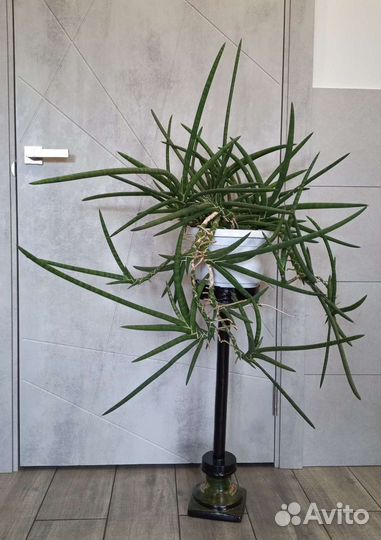 Огромная Сансевиерия Lavlanos