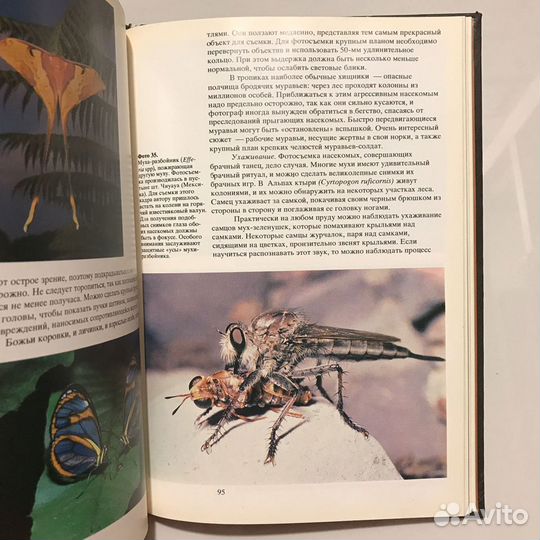 Фотографирование живой природы