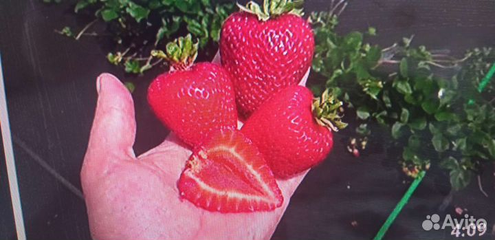 Клубника ремонтантная