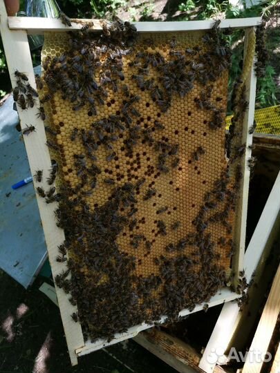 Пчеломатки Бакфаст, Карника