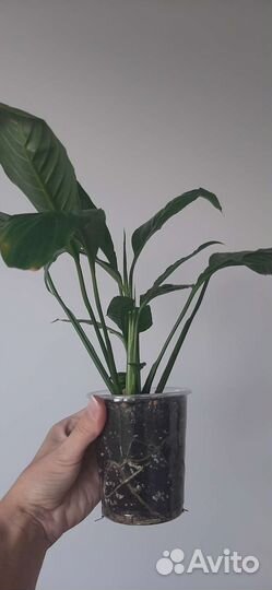 Спатифиллум