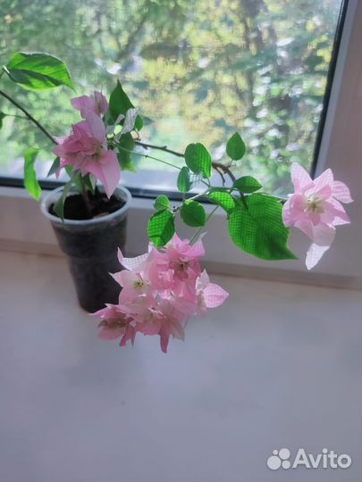 Бугенвиллия черенки