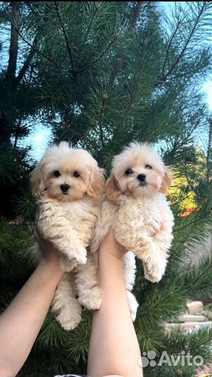 Супер Мини Мальтипу ф-1 Крем