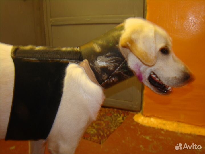 Корсеты для собак и кошек. Шейные корсеты