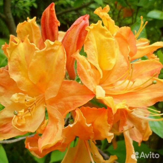 Рододендрон Голден Лайтс