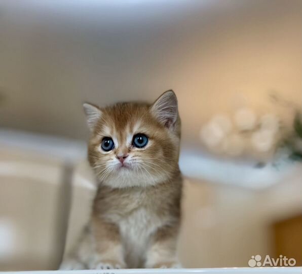 Породистые котята британской золотой шиншиллы