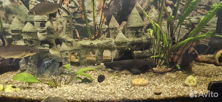 Рыба черный нож