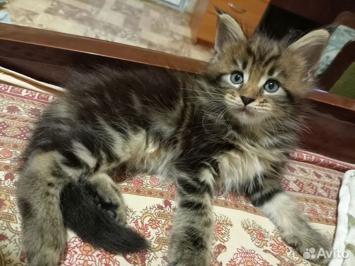 Котята мейн-кун