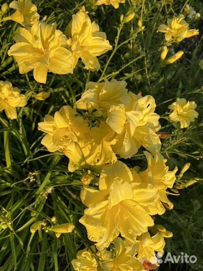 Лилейник гибридный махровый