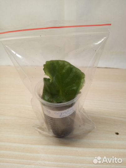 Фиалка ав Сахарная вата