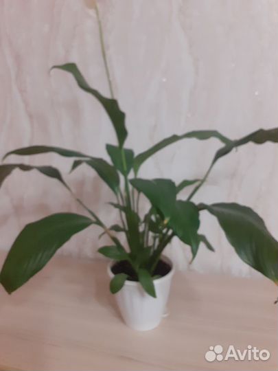 Комнатные цветы