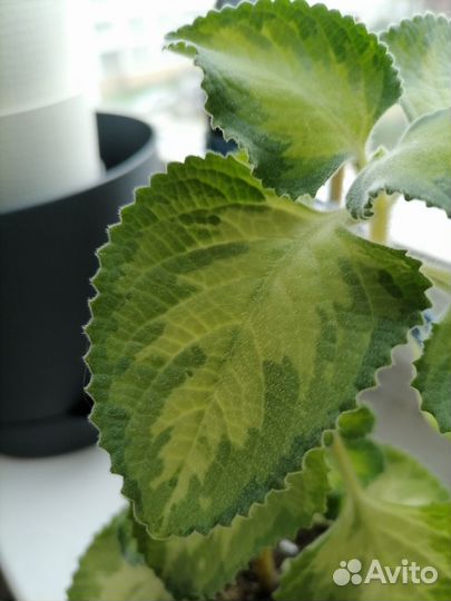 Плектрантус golden ruffles